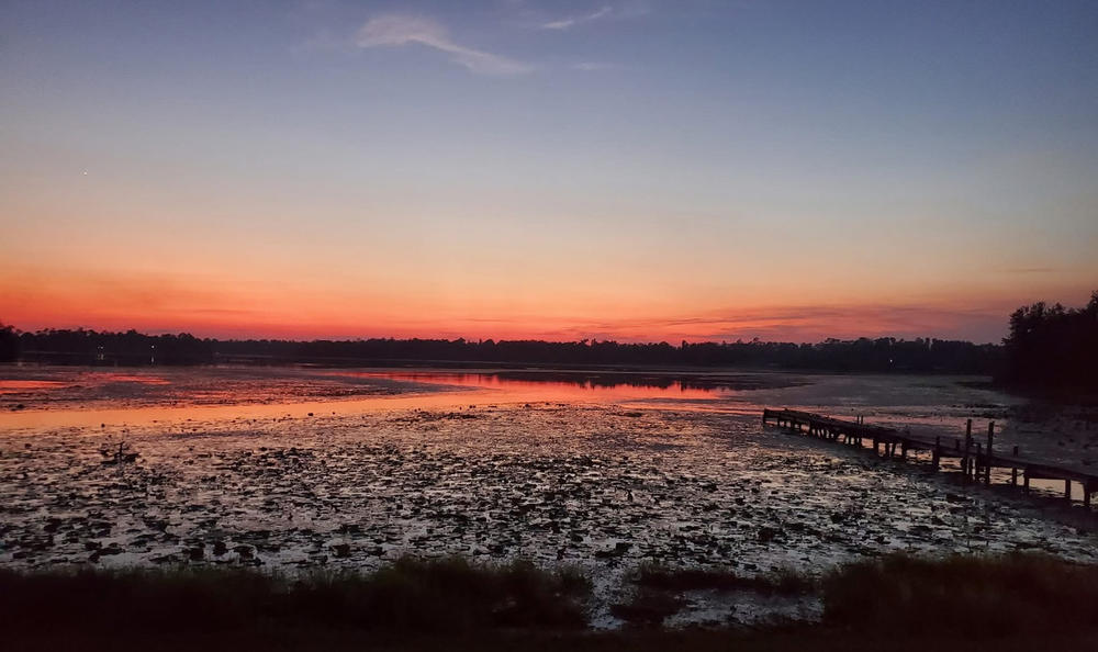 Pond covered in lilypads features a dock over the water and a sunset reflecting on the water