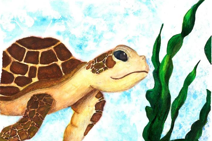 Sea turtle with brown shell and tan body floats next to green seaweed